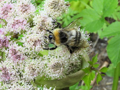 Bombus lucorum