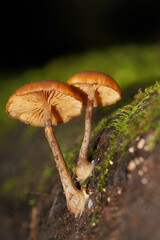 Galerina patagonica