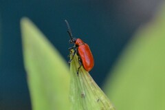 Lilioceris lilii