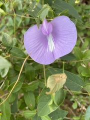 Centrosema virginianum