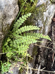 Asplenium viride