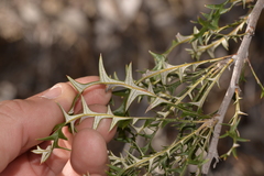 Banksia borealis borealis
