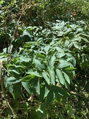 Angelica atropurpurea