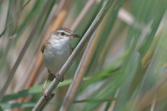 Acrocephalus agricola