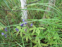 Anemonastrum dichotomum