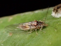 Psylloidea