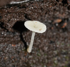 Hemimycena lactea