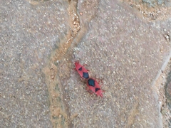 Probergrothius sanguinolens