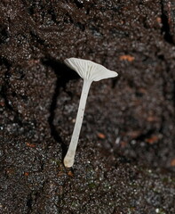 Hemimycena lactea