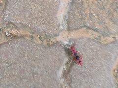 Probergrothius sanguinolens