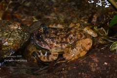 Quasipaa exilispinosa