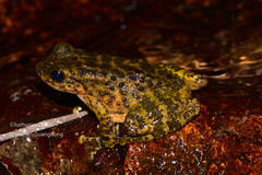Amolops albispinus