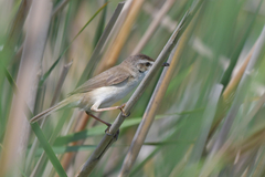 Acrocephalus agricola