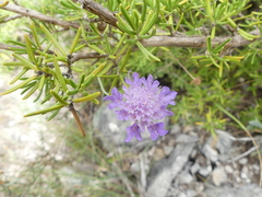 Dipsacoideae