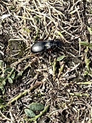 Pterostichus madidus