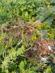 Cleome viscosa