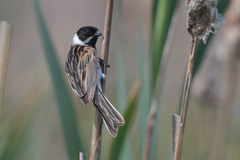 Emberiza schoeniclus
