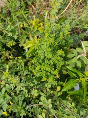 Cleome viscosa