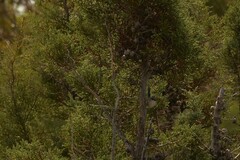 Malurus pulcherrimus