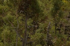 Malurus pulcherrimus