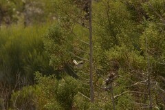 Malurus pulcherrimus