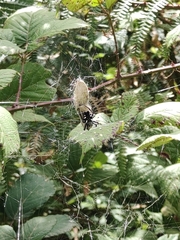 Cyrtophora citricola
