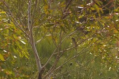 Lichmera indistincta