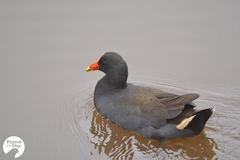 Gallinula tenebrosa