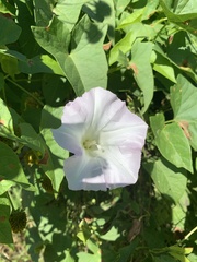 Calystegia sepium