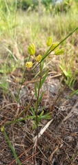 Asclepias pedicellata