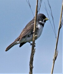 Sporophila caerulescens