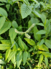 Dactyloctenium aegyptium
