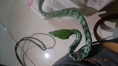 Ahaetulla prasina