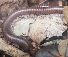 Telodeinopus aoutii