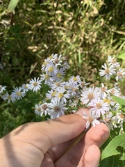Symphyotrichum drummondii