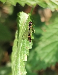 Baccha elongata
