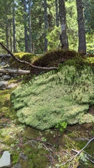 Sphagnum palustre