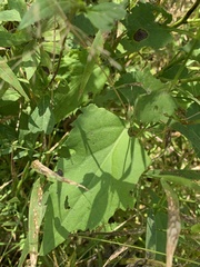 Symphyotrichum drummondii