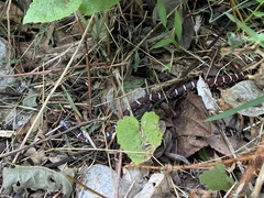 Lampropeltis triangulum