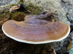 Ganoderma applanatum