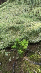 Sphagnum palustre