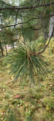 Pinus sibirica