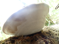 Ganoderma applanatum