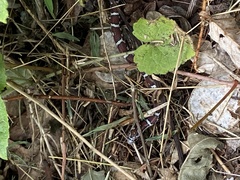 Lampropeltis triangulum