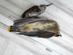 Archilochus colubris