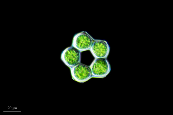 Coelastrum microporum