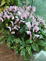 Phalaenopsis