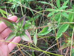 Gentiana andrewsii