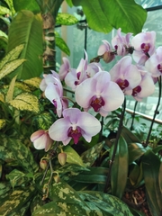 Phalaenopsis