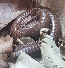 Telodeinopus aoutii